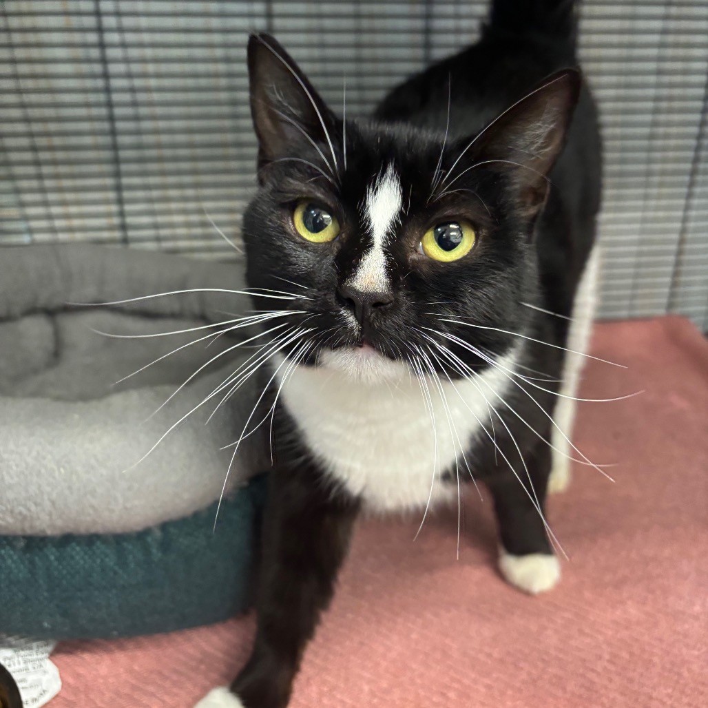 Olive - Domestic Shorthair