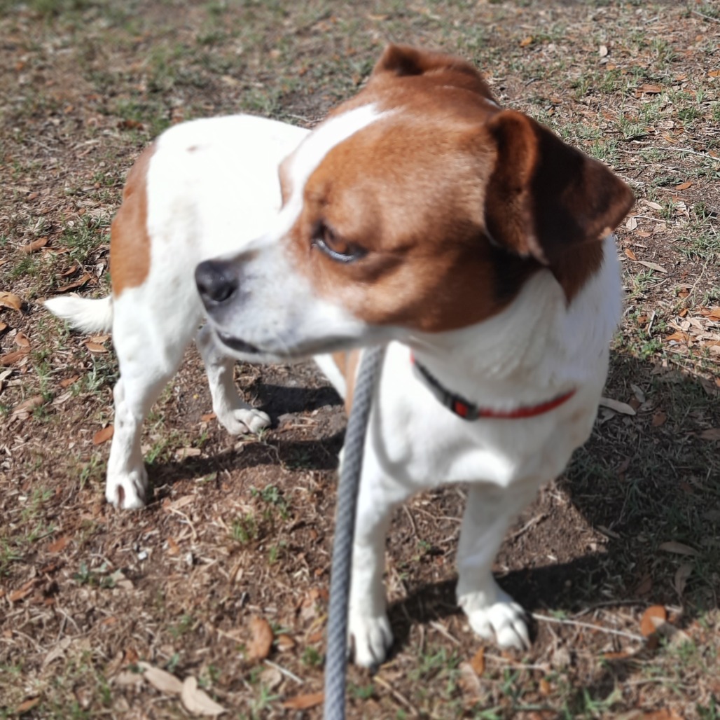 Bruiser photo 5