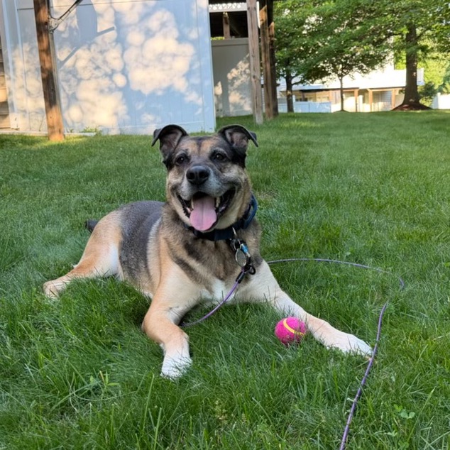 Ranger, photo 25