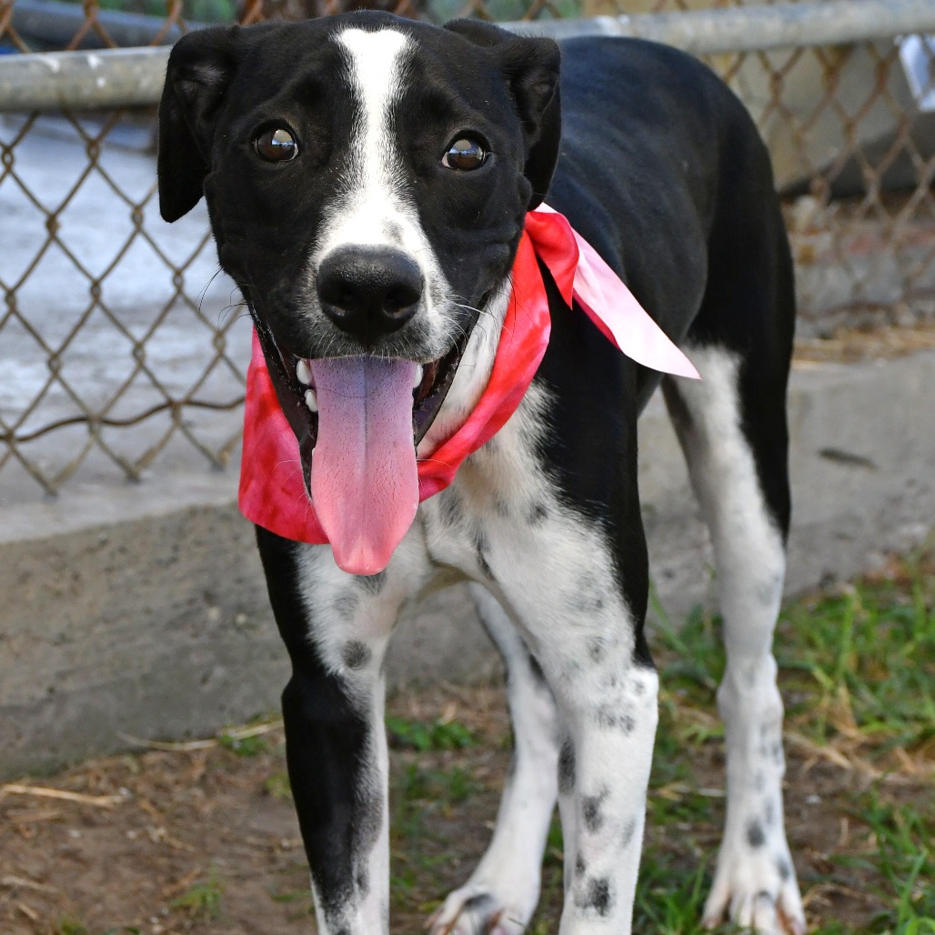JOY - Retriever, Labrador / Terrier, Pit Bull available for adoption