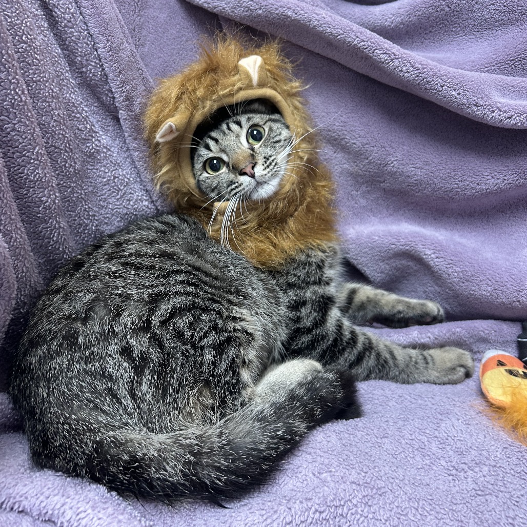 SPICE (THE COWARDLY LION😻) - Domestic Shorthair available for adoption