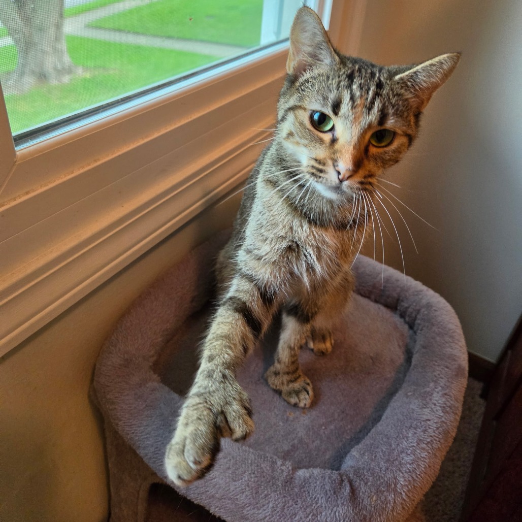 Callie Jo, an adoptable cat