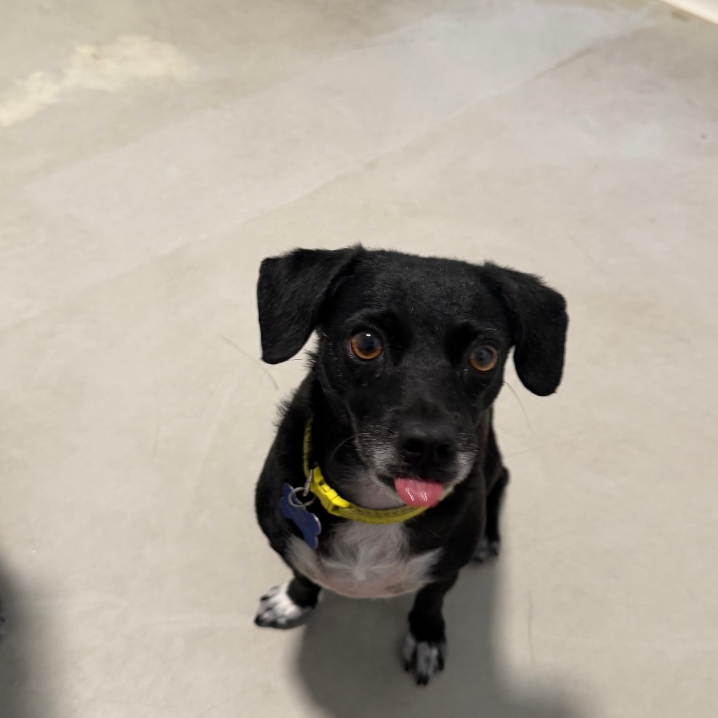 Star (bonded with Twinkle) - Costa Mesa Location, photo 28