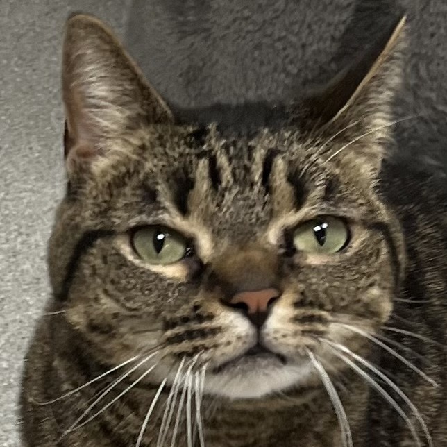 Bella — thumbnail 2