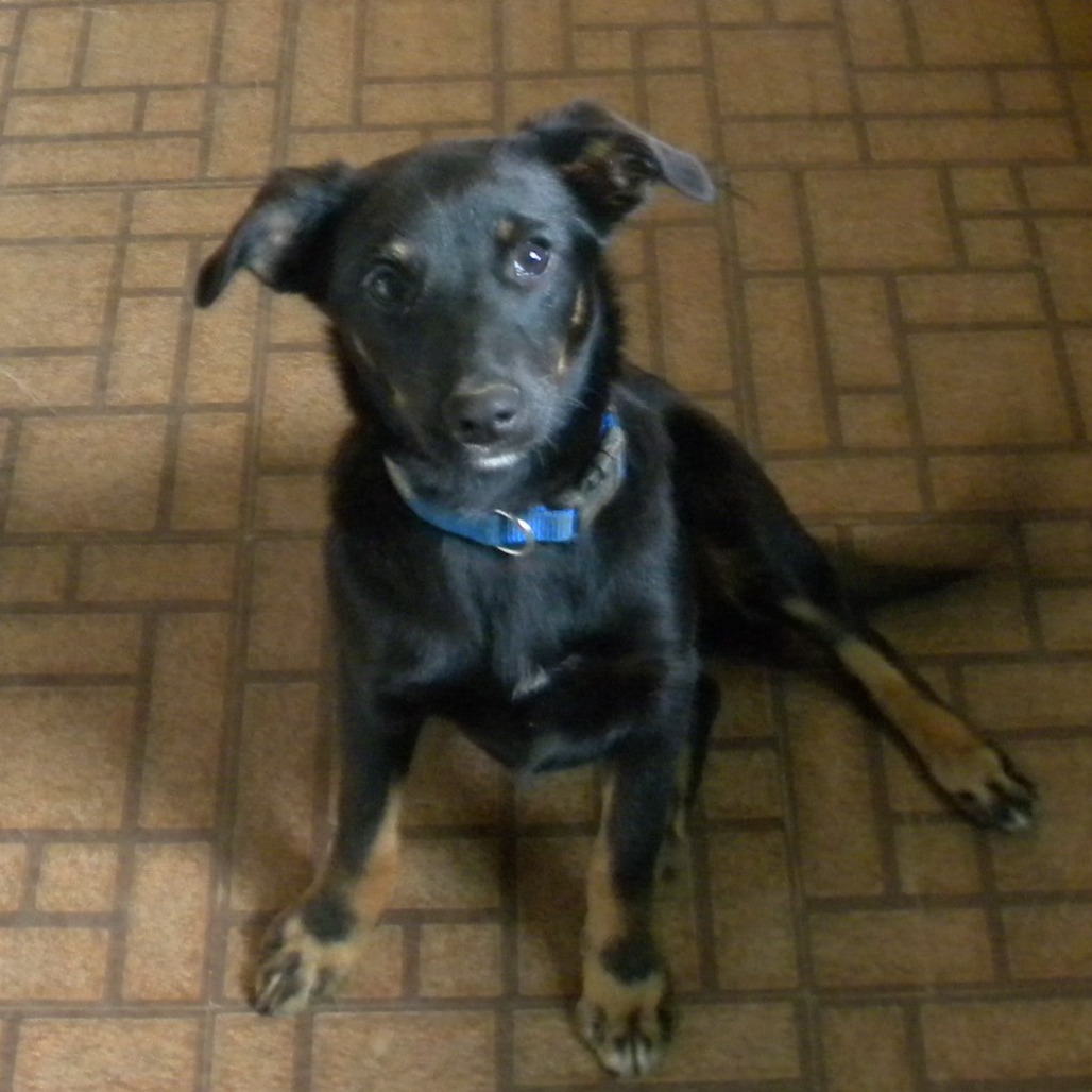 AXEL - Mixed Breed (Medium) available for adoption