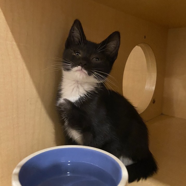 CHAR - Domestic Shorthair available for adoption