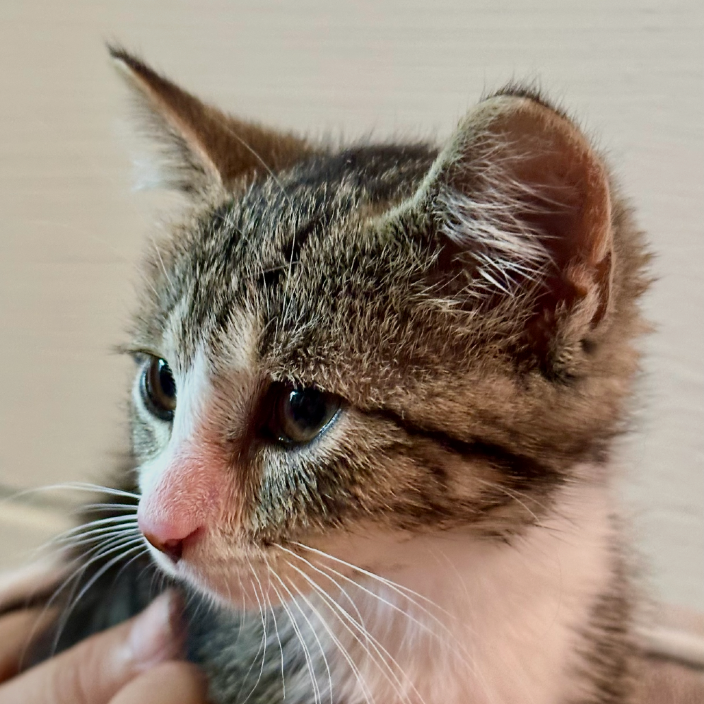 Dot, available for adoption