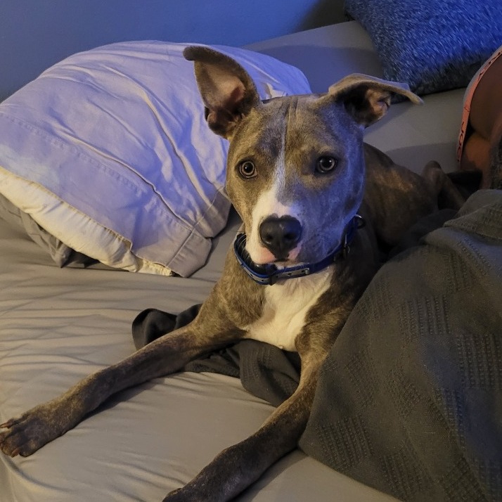 PUP PUP - Terrier / American Pit Bull available for adoption