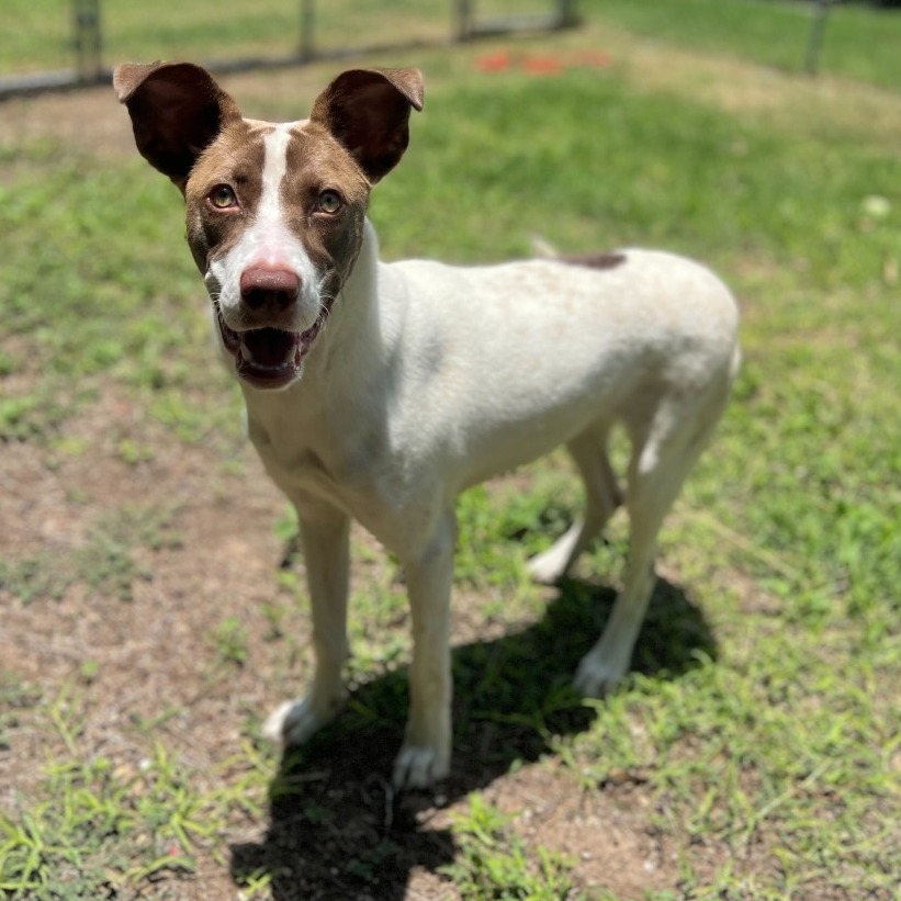 MINA - Shepherd available for adoption