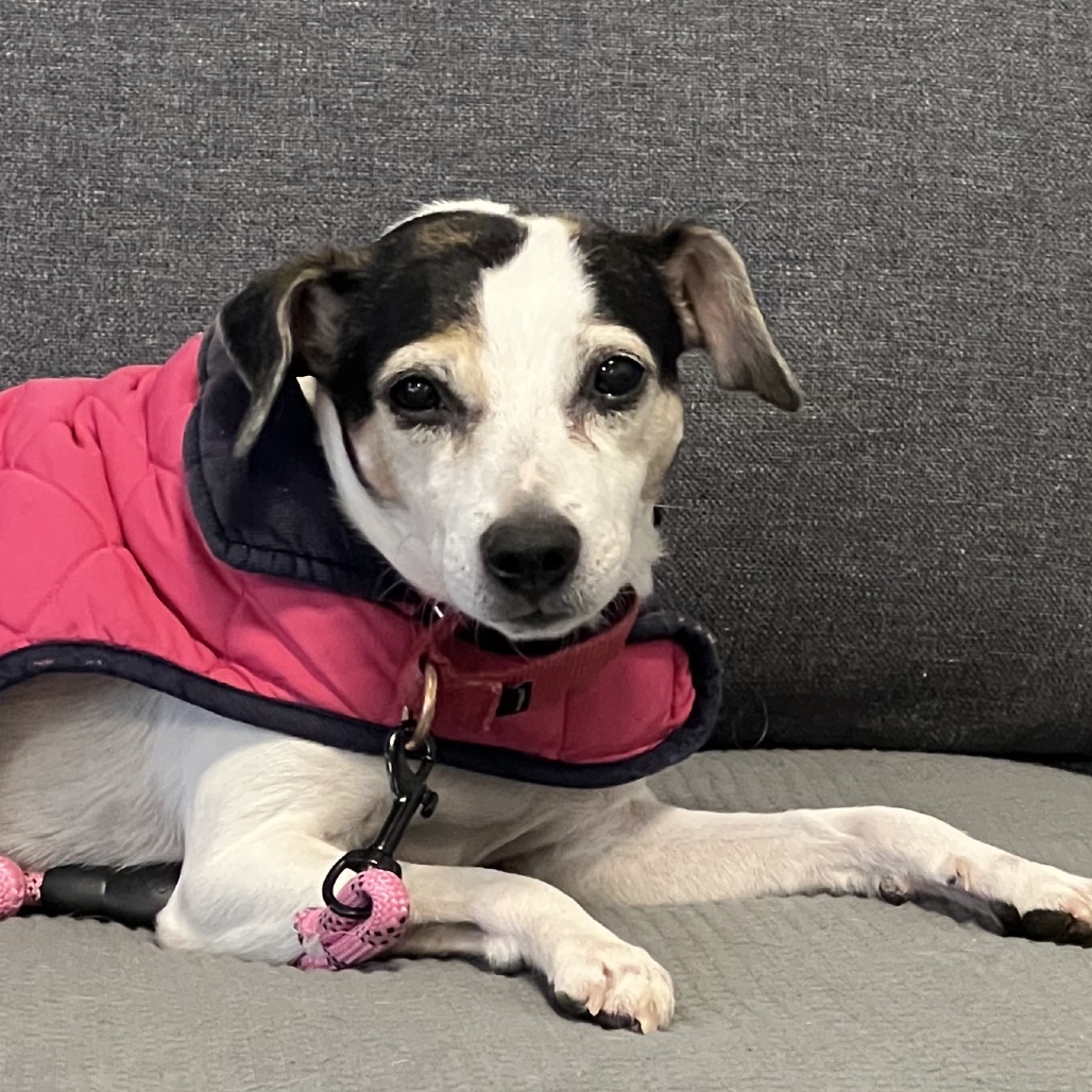 Ace, a 10 years old male Soft Coated Wheaten Terrier x Jack Russell Terrier available for adoption from Southampton Animal Shelter Foundation in Hampton Bays, Suffolk