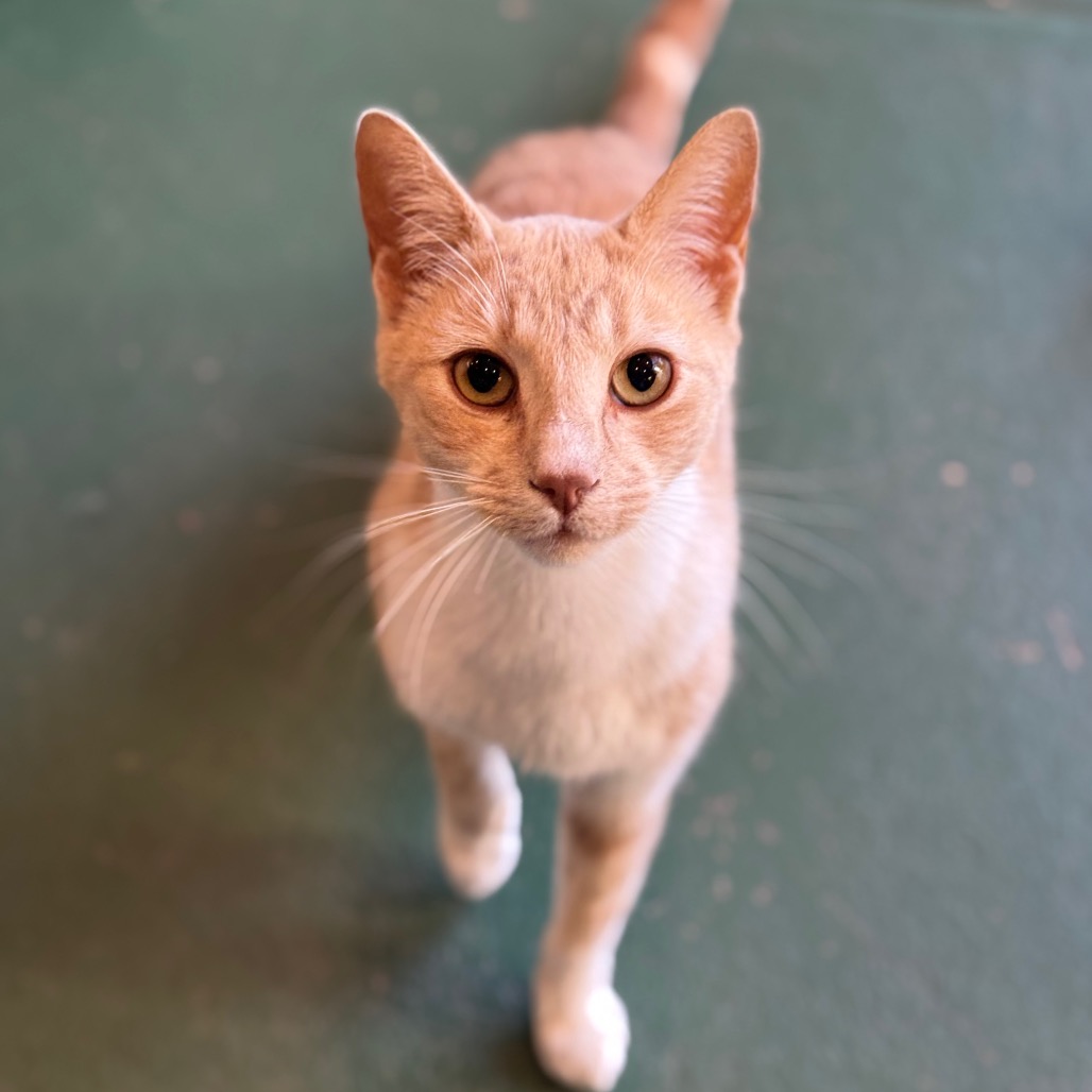 Taffy, photo 7
