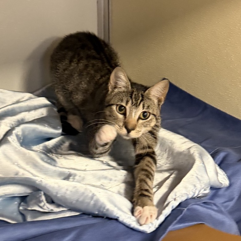 VERONICA MARS - Domestic Shorthair available for adoption