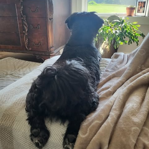 Chewy, photo 13