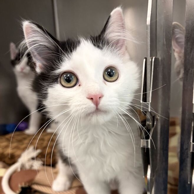 OZZ - Domestic Shorthair available for adoption