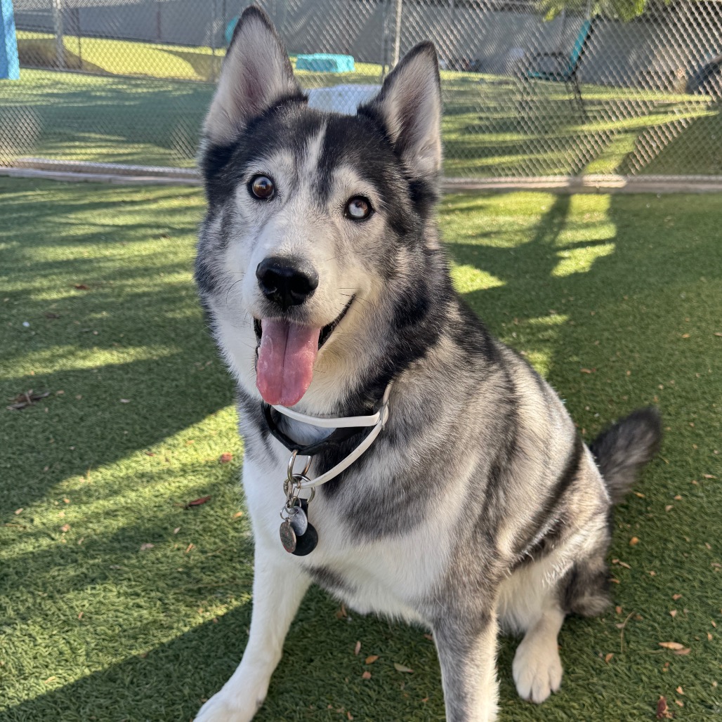 BALOO - Husky / Alaskan available for adoption