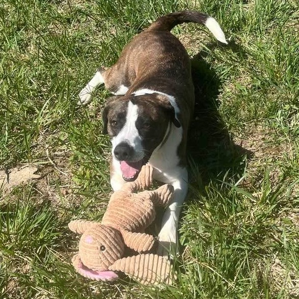 Izzy, photo 12