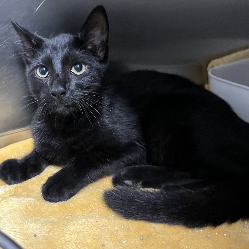 ARCHIE - Domestic Shorthair available for adoption