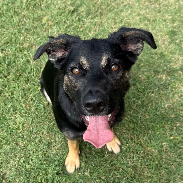 Nova