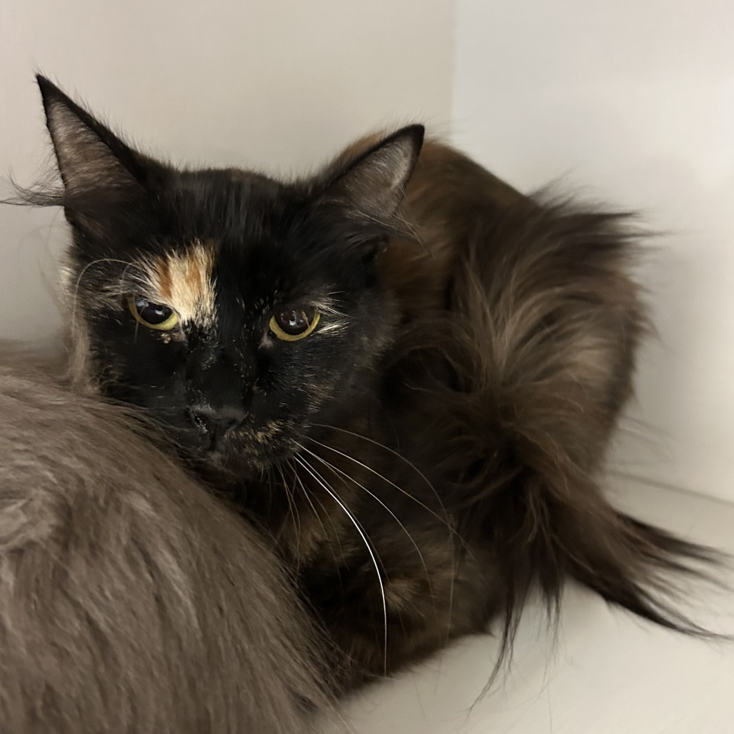 Tortini (queen) - Domestic Longhair