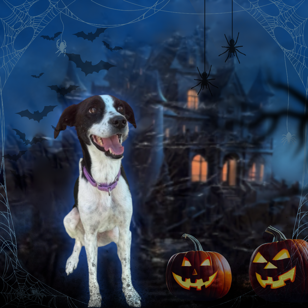 ANGEL - Mixed Breed (Medium) / Collie, Border available for adoption