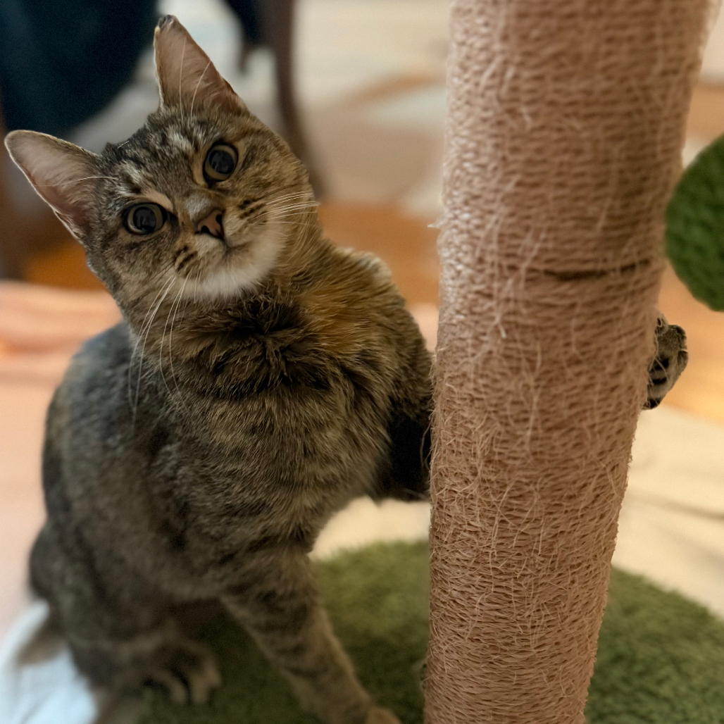 Ginger — thumbnail 3