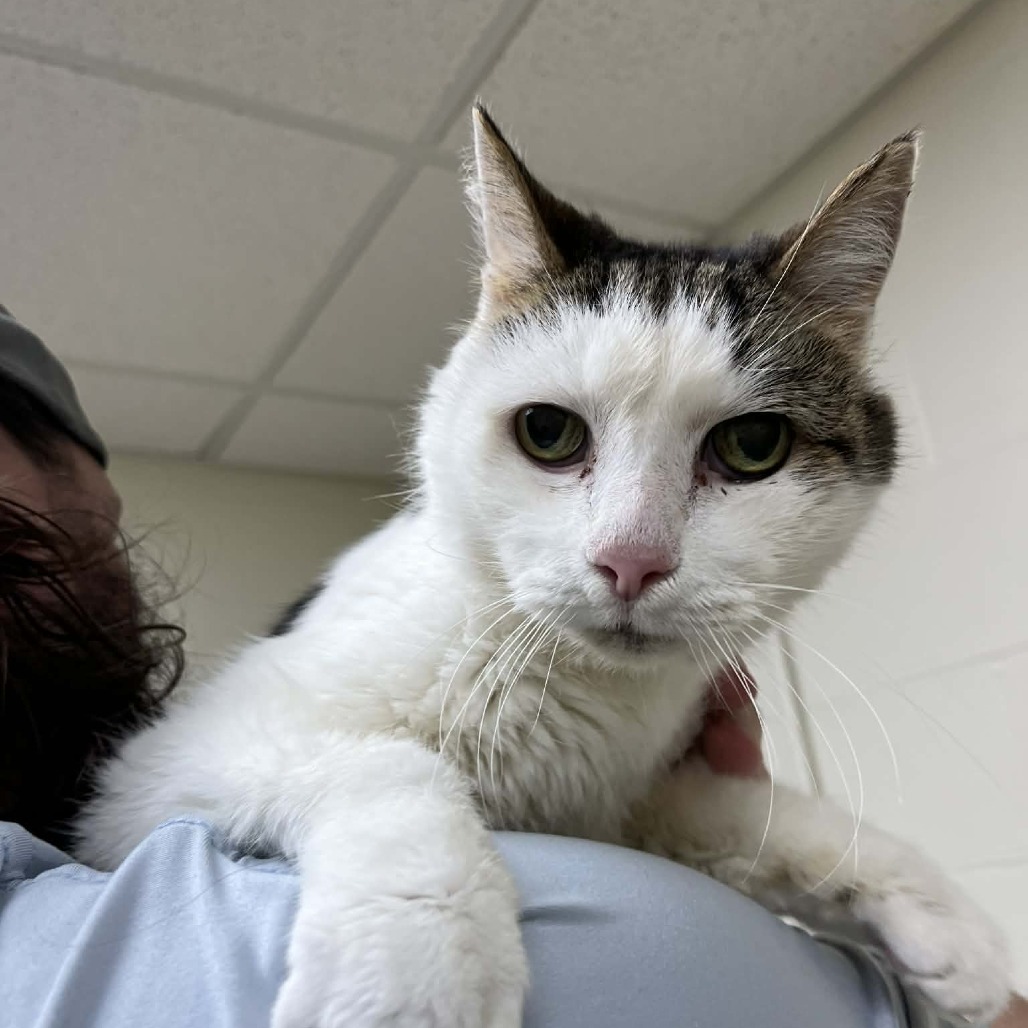 Tinker — thumbnail 2