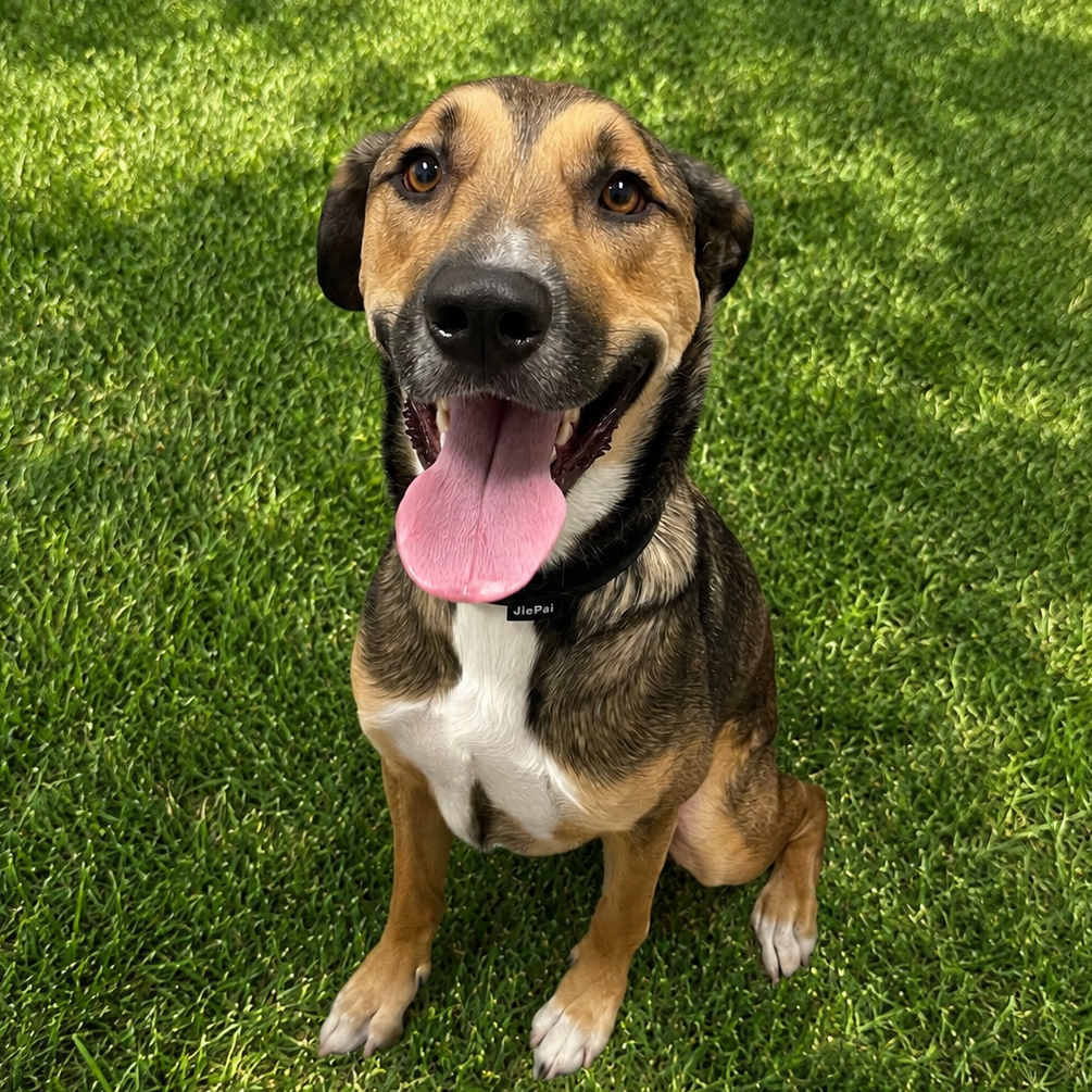 CHAZ - Shepherd, German / Mix available for adoption