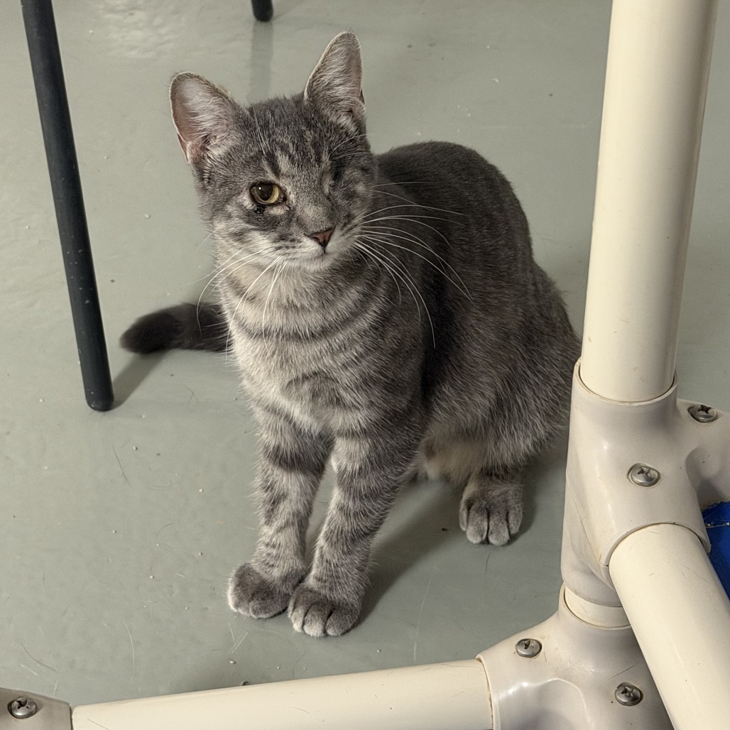 Maude, available for adoption