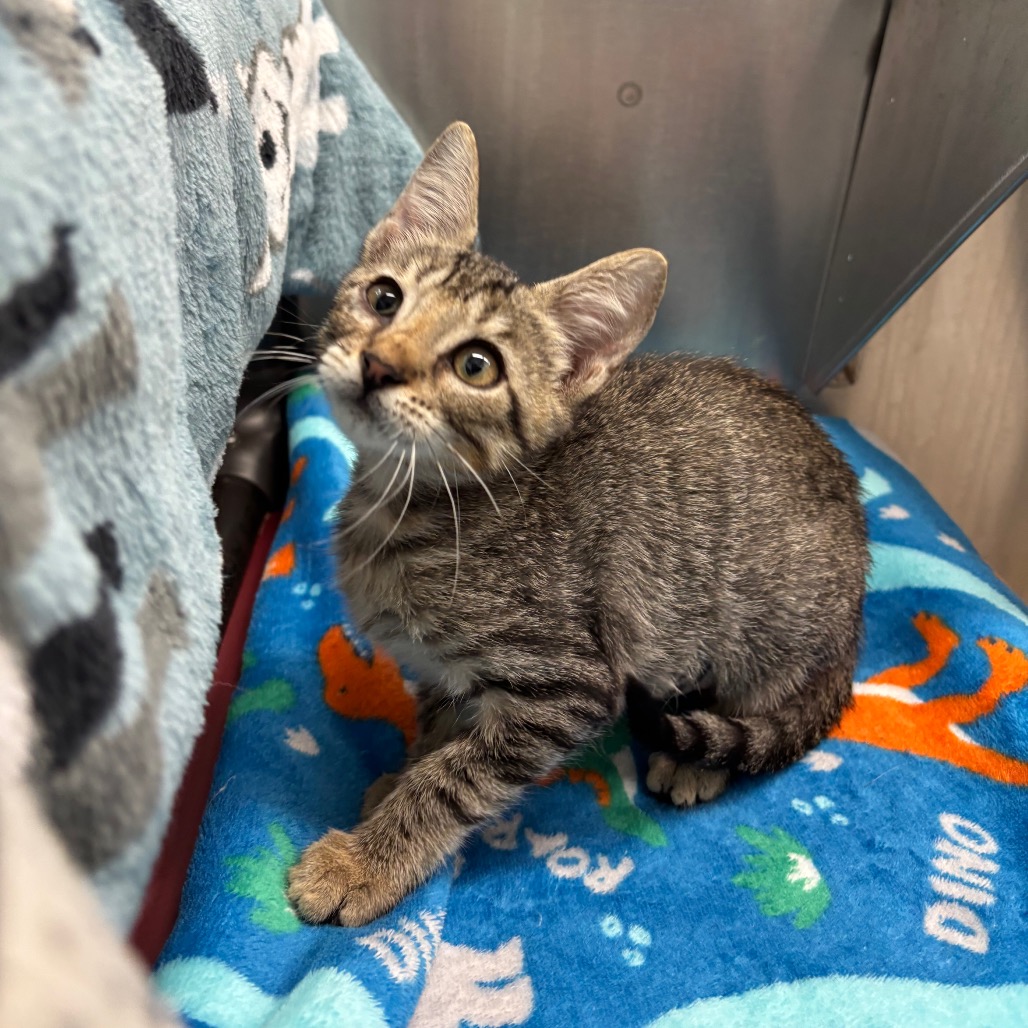 Photo of Puffin, a cat adopted from Gulf Coast Humane Society