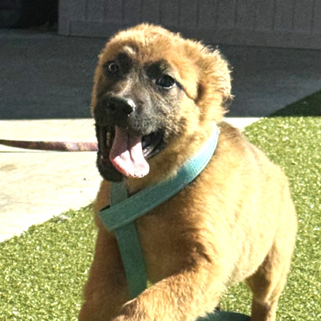 MORTICIA - Shepherd, German / Mix available for adoption