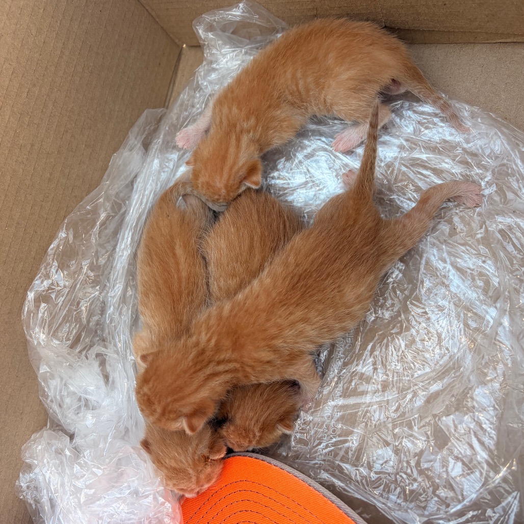 PICASSO P2 - Domestic Shorthair available for adoption