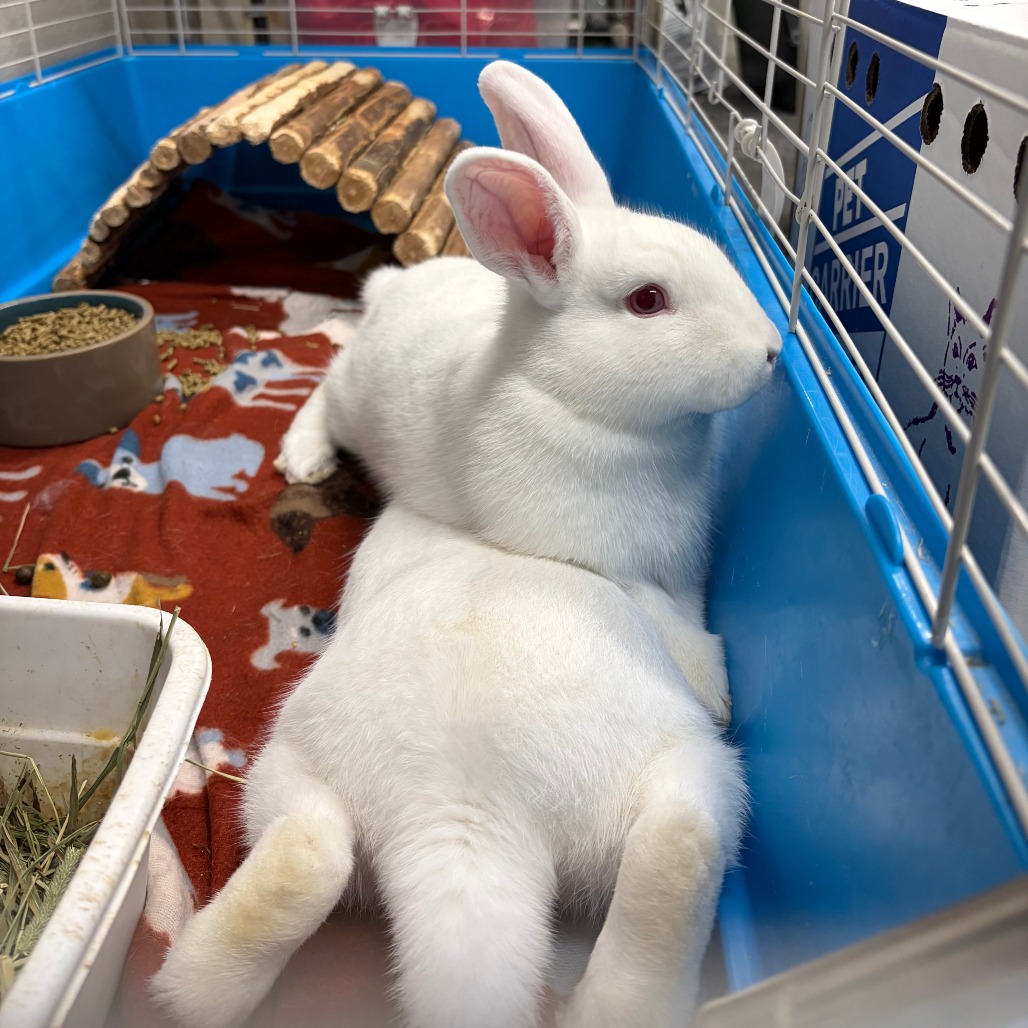 OLAF (AND BLIZZARD) - American Sable / Rex, Mini available for adoption