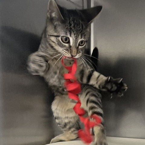 TAG [BLUE] - Domestic Shorthair available for adoption