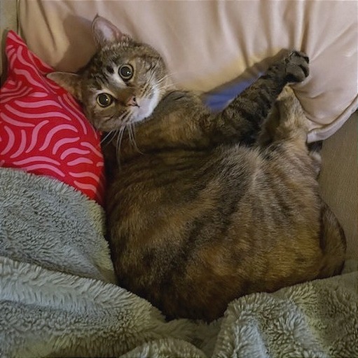 Peanut — thumbnail 5