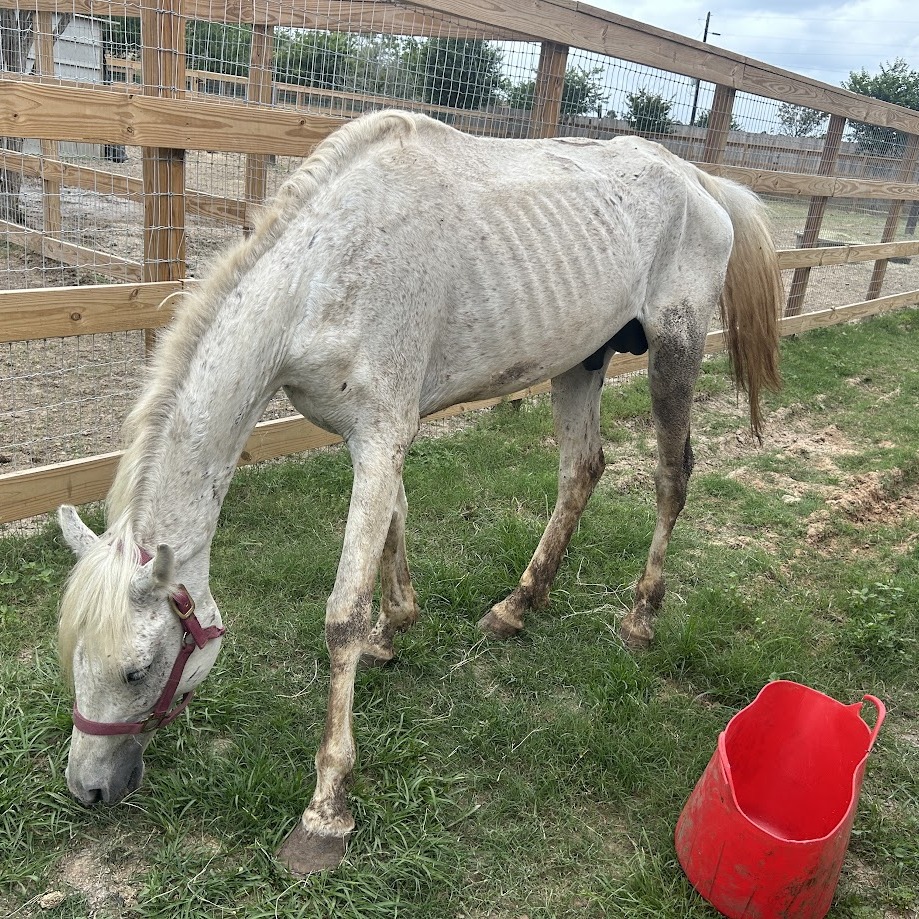 RAMSES - Arabian available for adoption