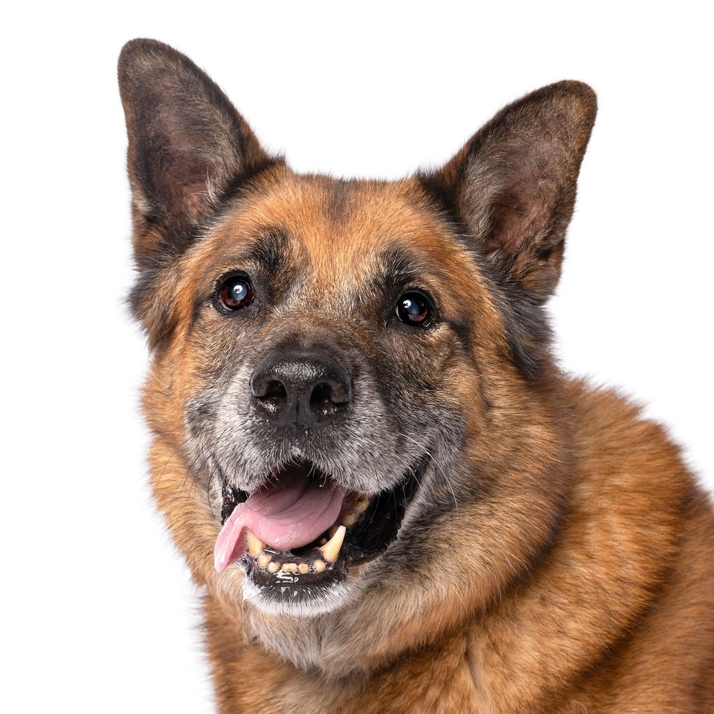 SAMPSON - Shepherd / German for adoption in Fort Lauderdale