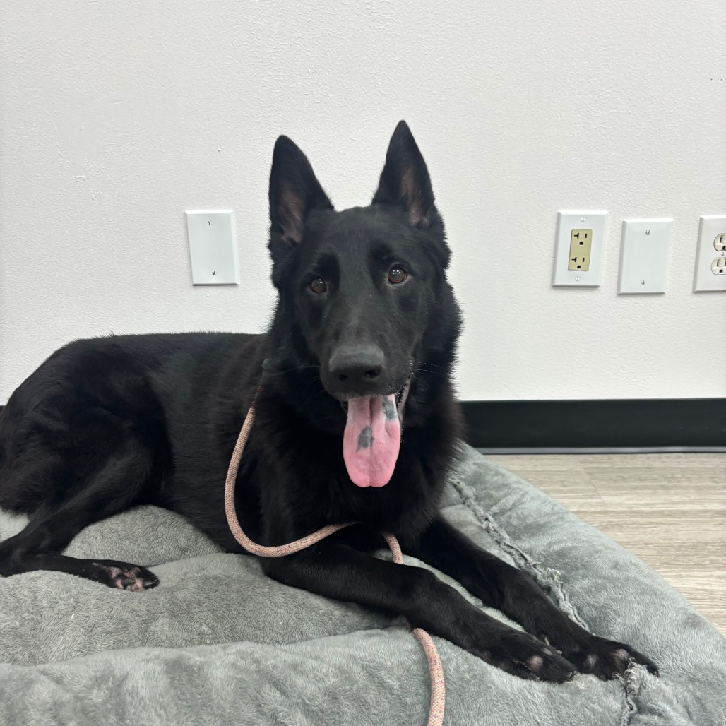 RAVEN - Shepherd / German available for adoption