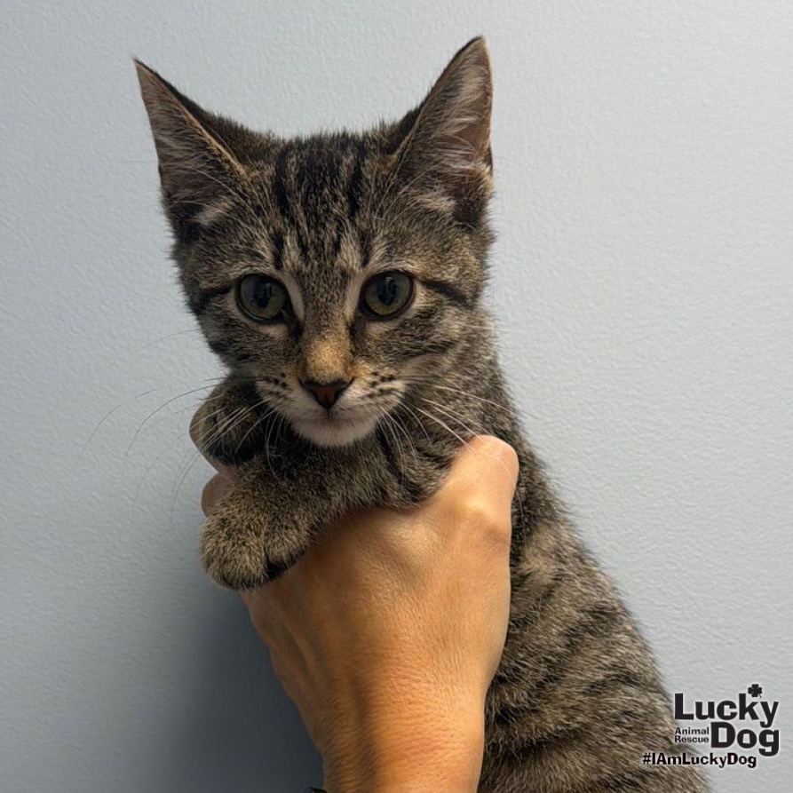 LITTLEFOOT - Domestic Shorthair available for adoption