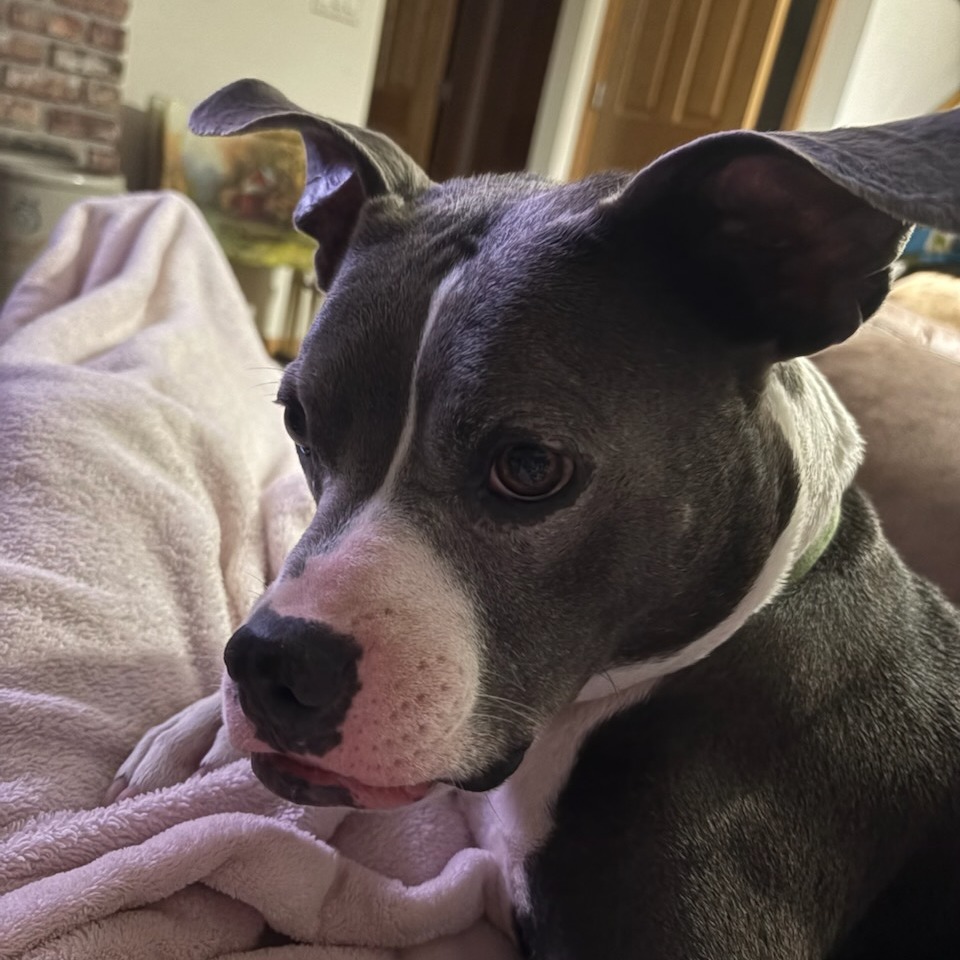 Sherman--In Foster, photo 8