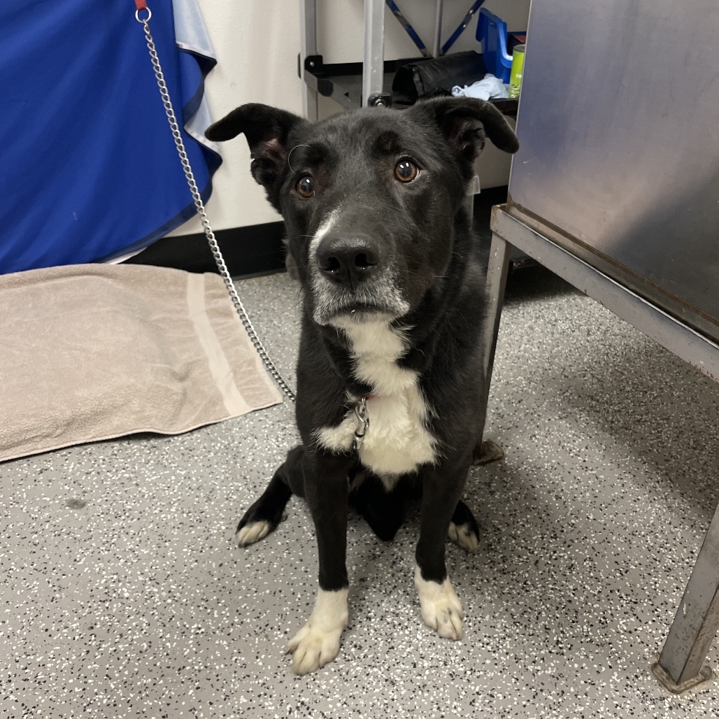 BLEU - Collie, Border / Retriever, Black Labrador available for adoption