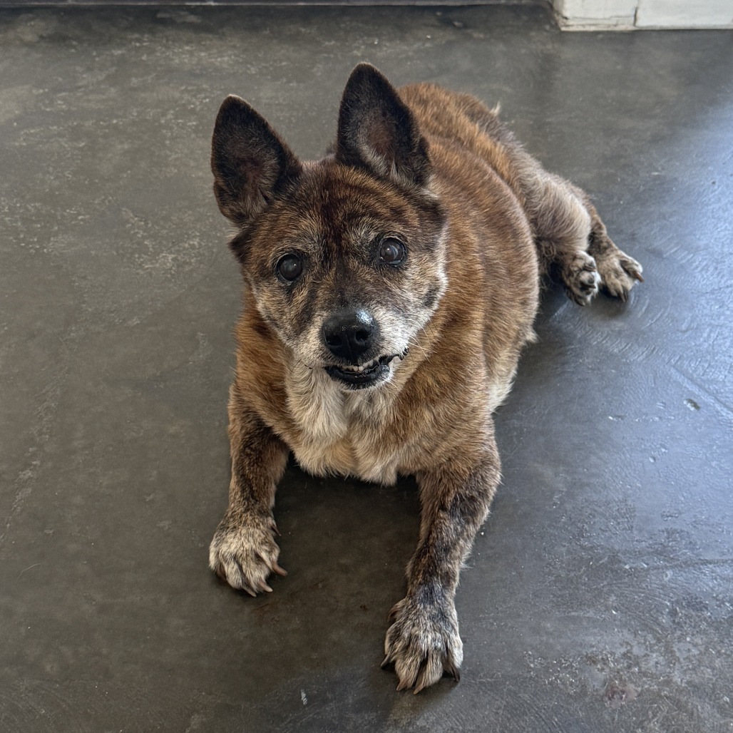 Shelby — thumbnail 4