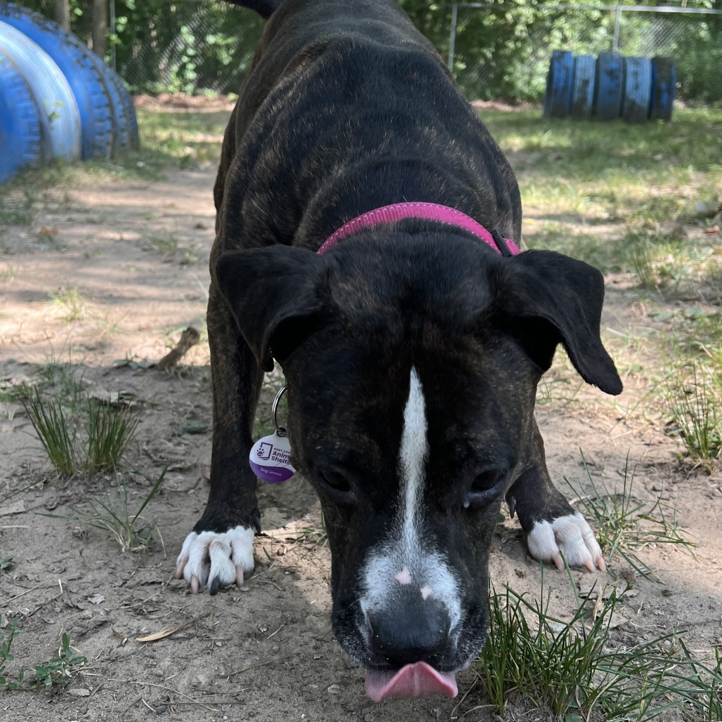 Black Beauty-Foster, photo 18