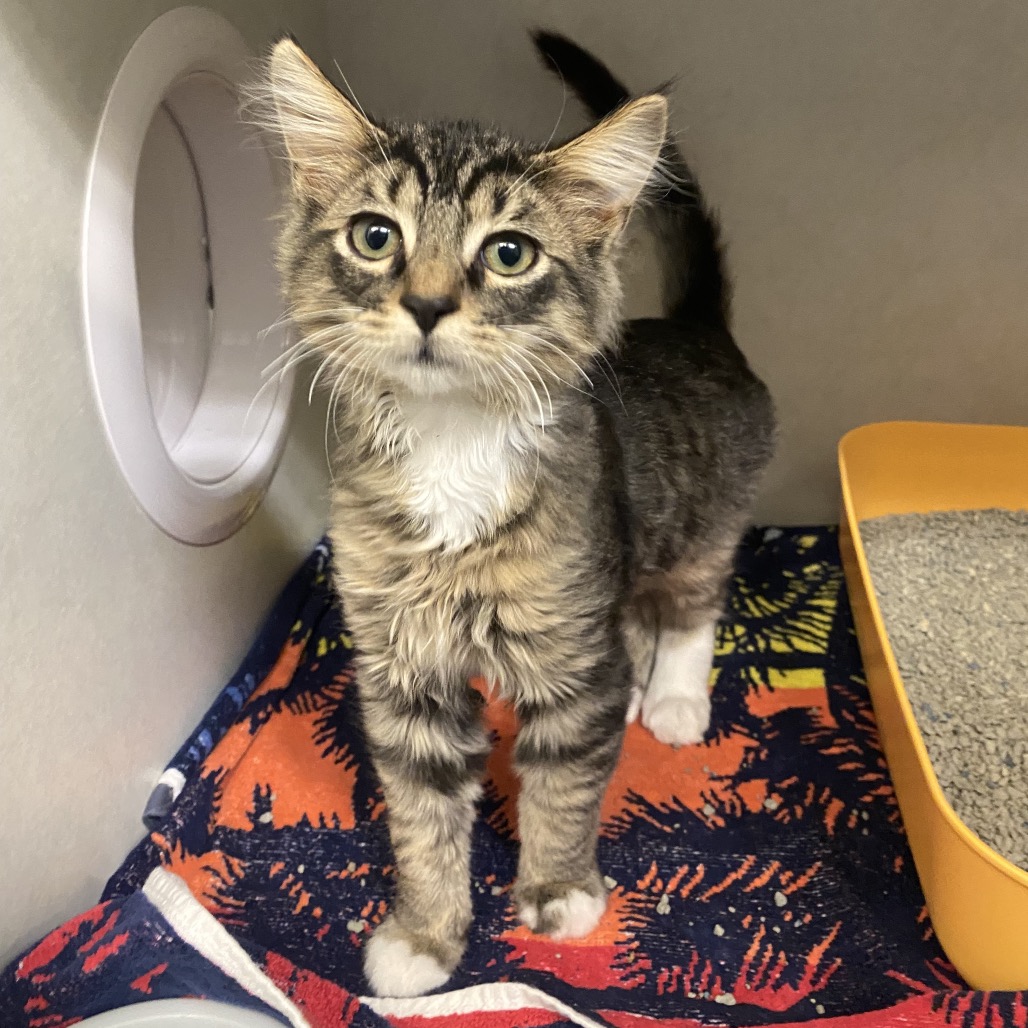 KERMIT - Domestic Shorthair available for adoption
