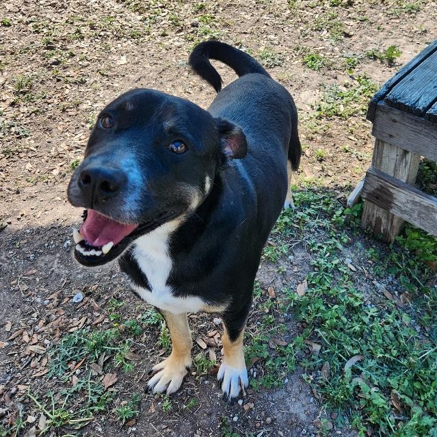 Kipper photo 8