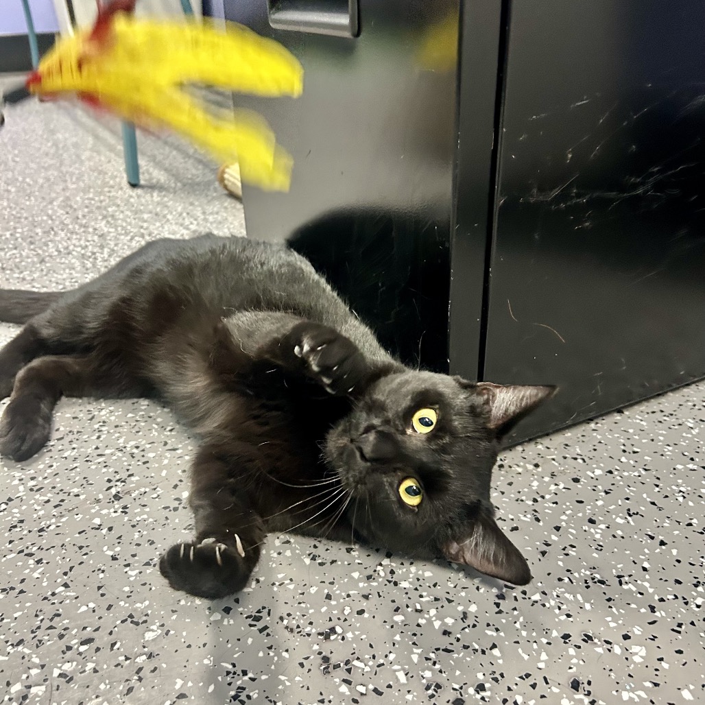 Meatball — thumbnail 4