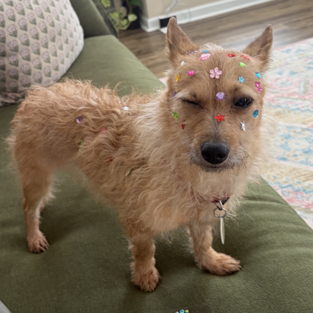 Eevee, photo 8