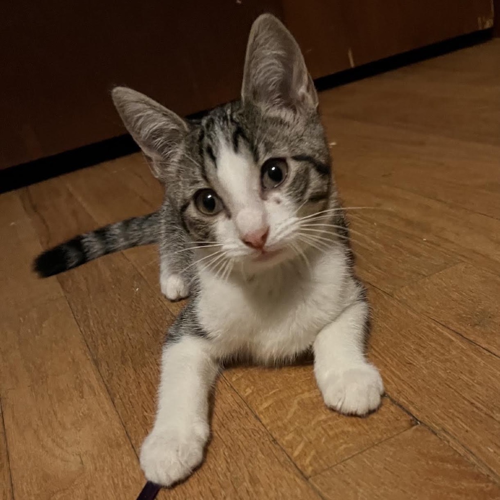 PATTI - Domestic Shorthair available for adoption