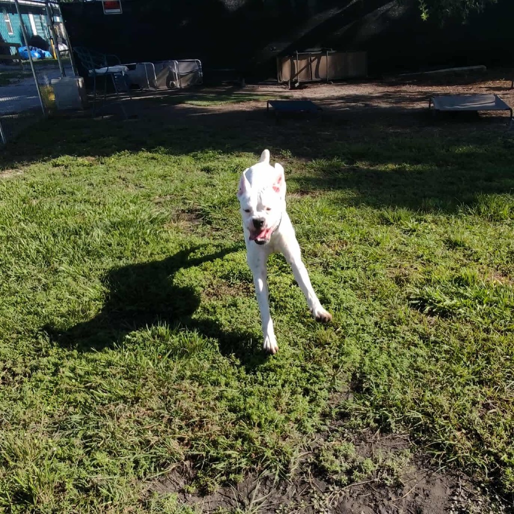 Hercules the 3rd is available for adoption at The Runaways Animal Rescue