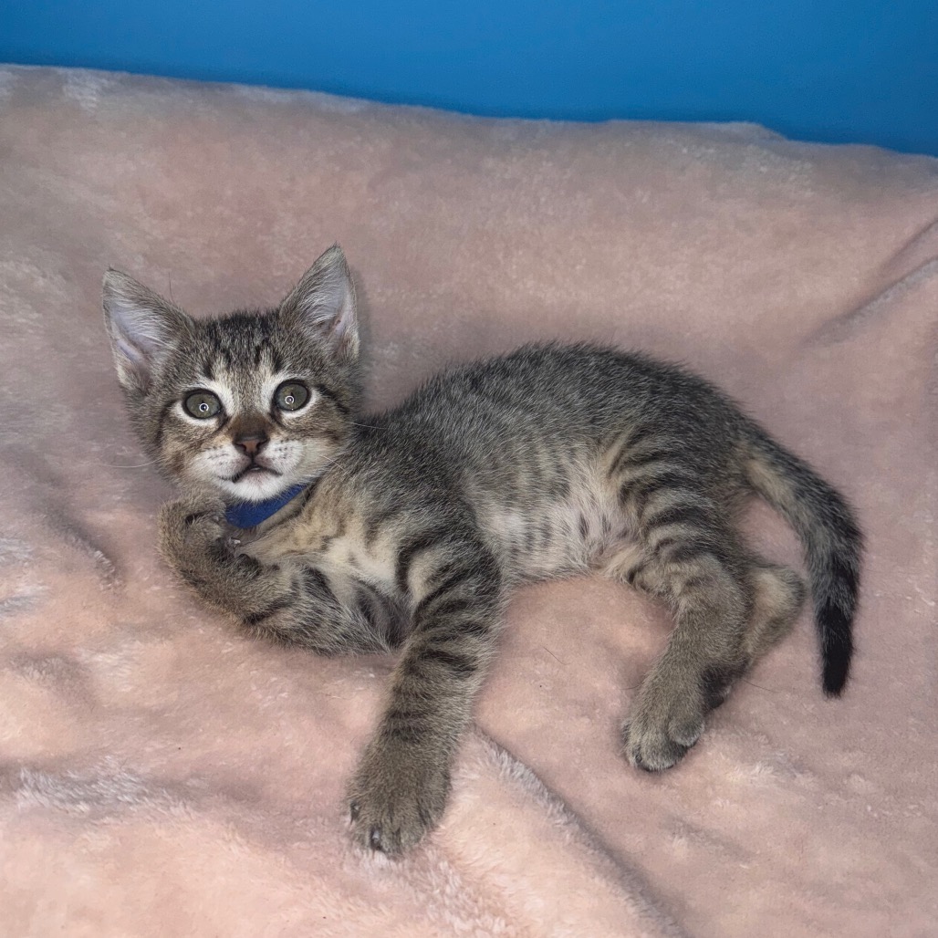 TABITHA - Domestic Shorthair available for adoption