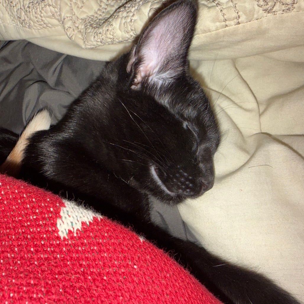 Zorro, photo 8